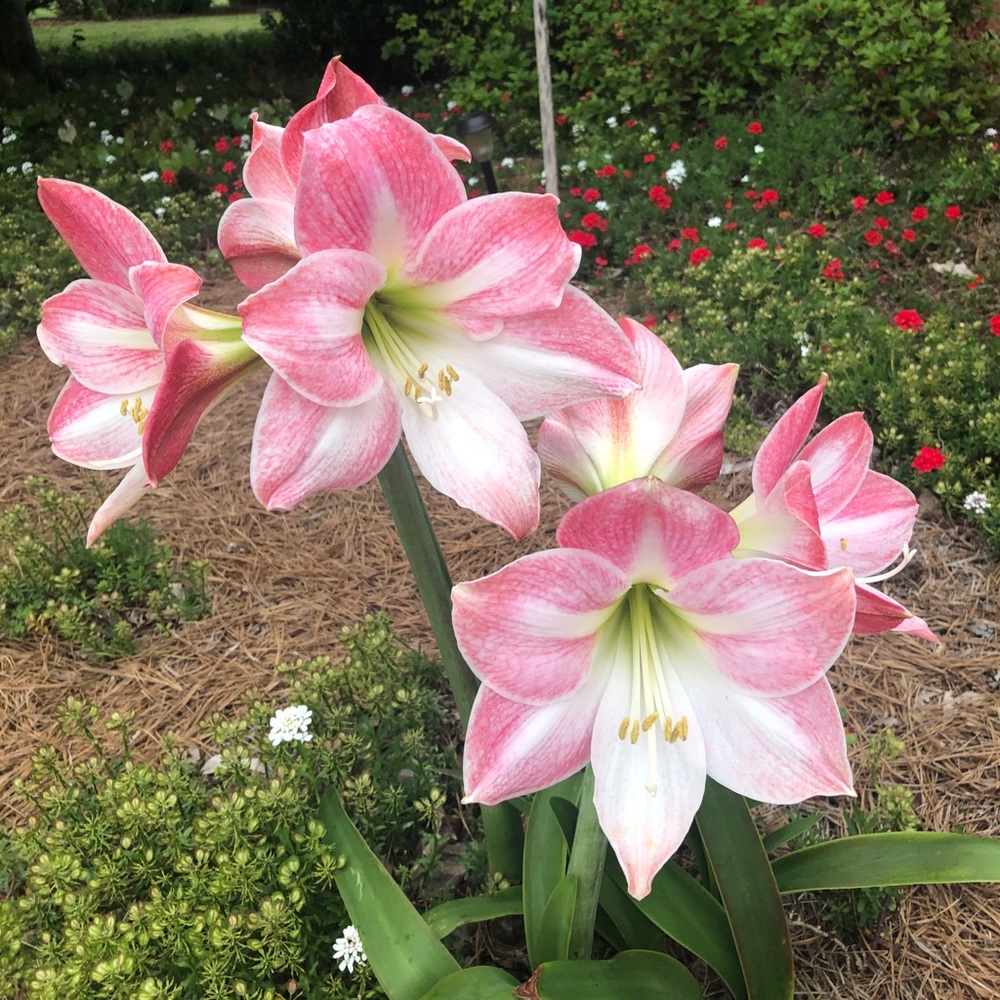Three Amaryllis bulbs, two Apple Blossom and one Stargazer bulb